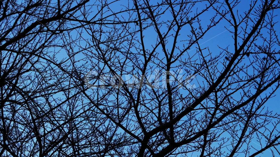 나무,나뭇가지,잔가지,가지,겨울,겨울,계절,winter,season,식물,자연,plants,nature,나무,trees,wood