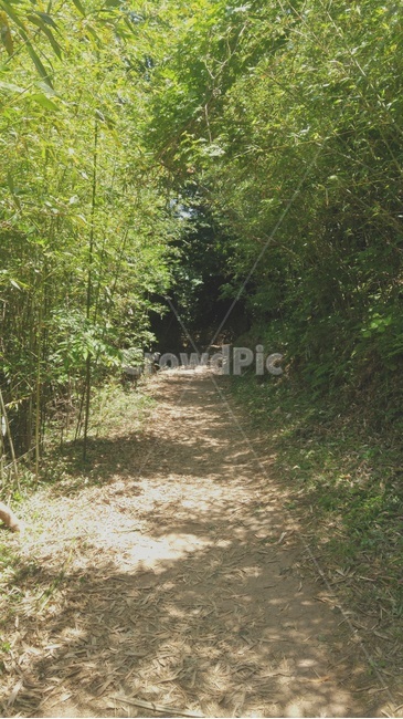 자연,나무,오솔길,산,풀,nature,trail,path,mountain