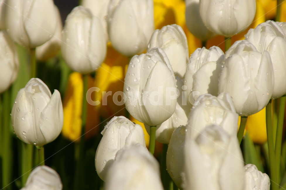 꽃,식물,blossom,flower,plant,튤립,식물,자연,plants,nature,꽃,flower