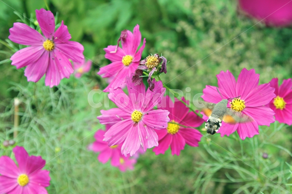 자연,각박시,나방,꽃,가을,풍경,감성,각박시나방,북한산,코스모스,가을꽃,flower,fall,cosmos,동물,꿀,곤충,비행,날개,식물,자연,plants,nature,꽃,flower,동물,animal,곤충,벌레,insect,bug