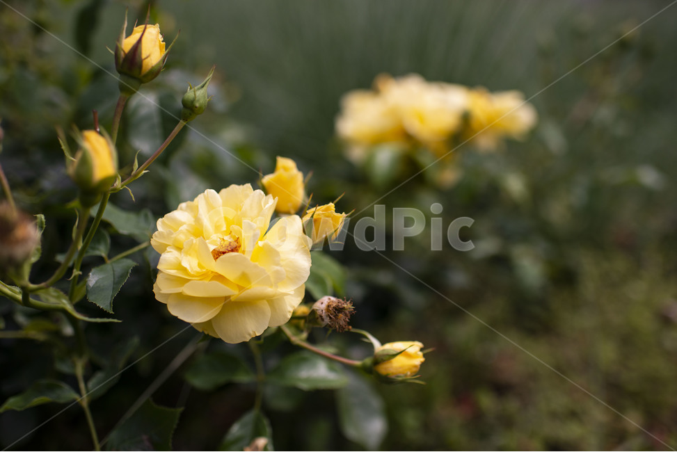 flower,꽃,blossom,plant,장미,rose,식물,노란장미,옐로우,노랑,노랑장미,장미꽃,식물,자연,plants,nature,꽃,flower