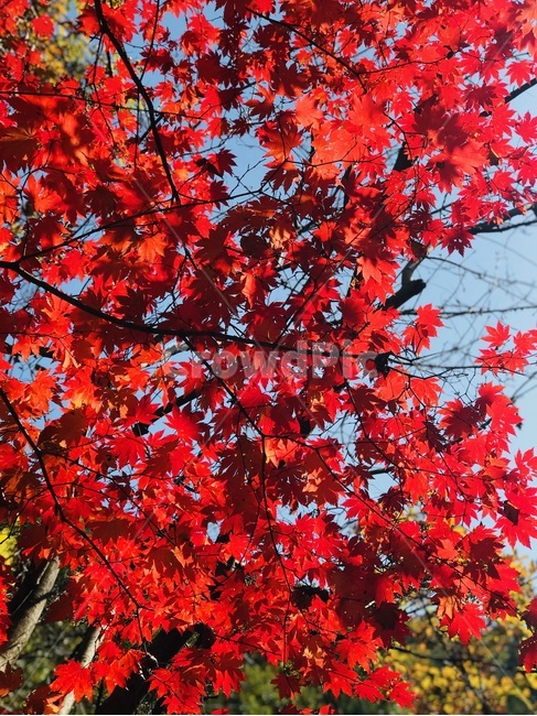 단풍,가을,햇살,컬러,여유,가을,계절,fall,autumn,season,식물,자연,plants,nature,leaf,잎,plant,tree,나무,maple