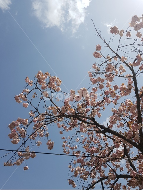 꽃,핑크,분홍,벚꽃,하늘,봄,봄,계절,spring,season,식물,자연,plants,nature,꽃,flower,plant,blossom