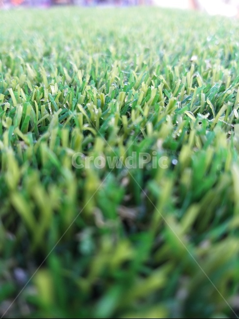 잔디,grass,푸른색,nature,plant