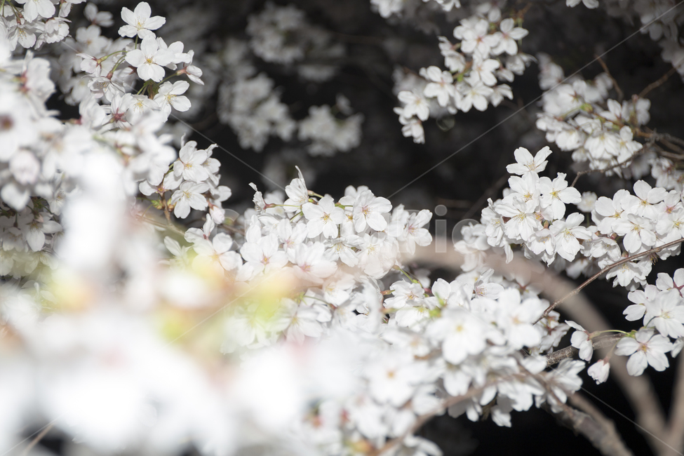 밤,꽃,벚꽃,감성사진,봄,봄,계절,spring,season,야경,밤,풍경,nightscape,night,landscape,식물,자연,plants,nature,꽃,flower,plant,blossom,cherry blossom