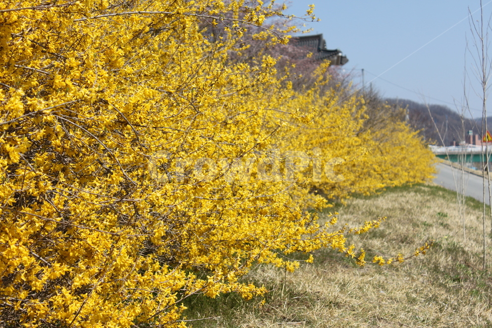 개나리,봄,노랑,시작,자연,식물,자연,plants,nature,꽃,flower