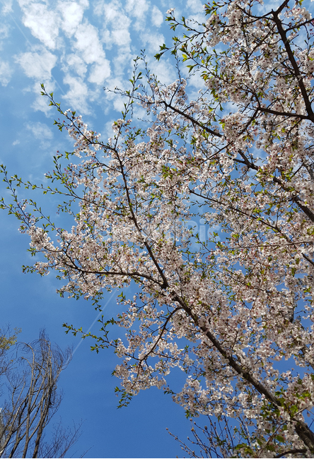벚꽃,하늘,봄,구름,cherryblossoms,식물,자연,plants,nature,꽃,flower