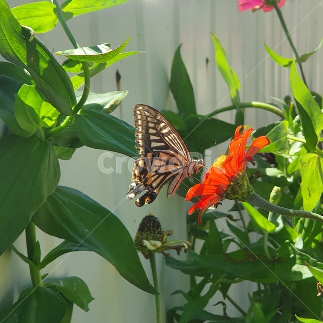 곤충,insect,animal,butterfly,plant,식물,나비,곤충,벌레,insect,bug