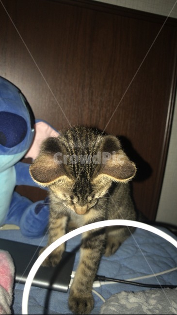 고양이,아비시니안,아비니시안,cat,kitte,동물,animal,포유류,mammal,고양이,cat,kitten,kitty