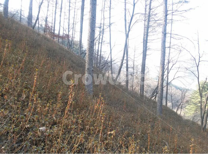 숲,나무,수목원,봄,계절,자연,풍경,nature,landscape,식물,plants,나무,trees,wood,plant,tree