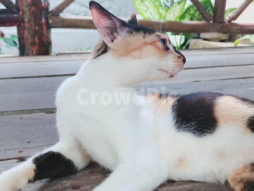 고양이,시선,삼색고양이,나무바닥,옆,동물,animal,포유류,mammal,고양이,cat,kitten,kitty