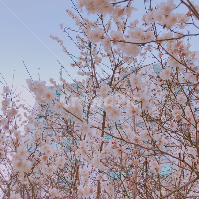봄,벚꽃,봄느낌,핑크,하늘,봄,계절,spring,season