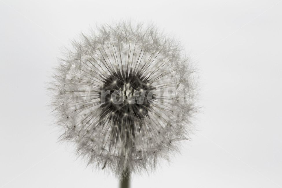 민들레,홀씨,문양,패턴,꽃씨,무늬,식물,자연,plants,nature,꽃,flower