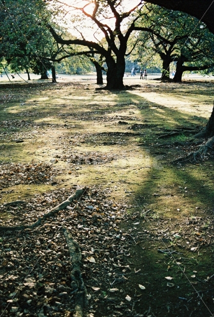 도쿄,공원,나무,일몰,낙엽,자연,풍경,nature,landscape,휴식,힐링,rest,relaxation,healing,감성,sensible,feeling,ground,바닥,plant,식물,tree,tree trunk,나무 줄기