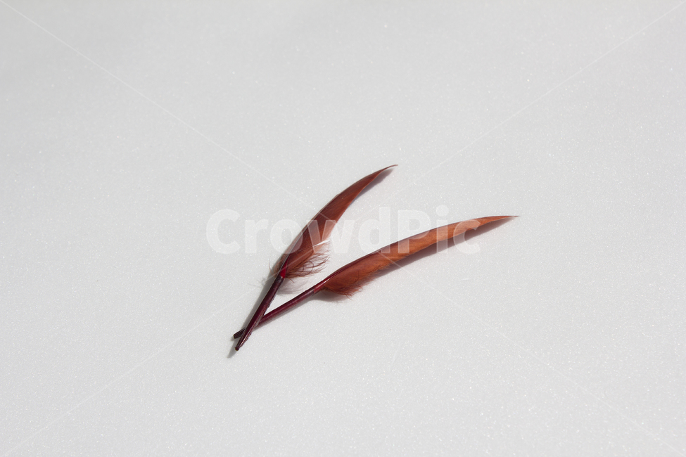 깃털,누끼,클로즈업,탑,탑뷰,탑앵글,붉은색,레드,흰배경,털,새털,붉은,빨강,적색,깃,펜,정물,사물,물건,식물,자연,plants,nature