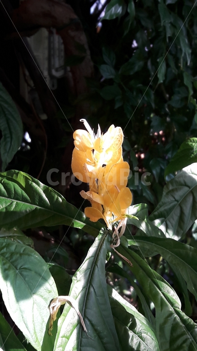 꽃,식물,가을,빛,푸른,식물,자연,plants,nature,꽃,flower
