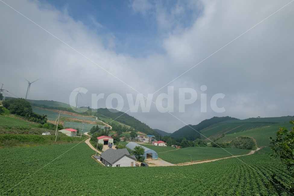 자연,배추,밭,농장,농사,하늘,풍력,자연,풍경,nature,landscape,시골,마을,country,rural,town,outdoors,옥외,scenery