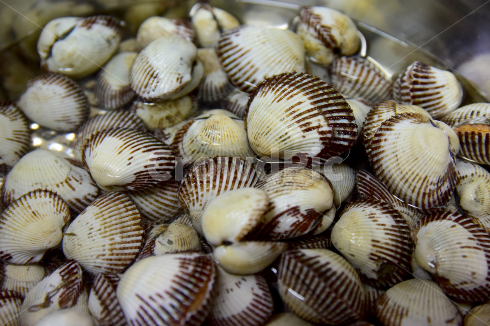 꼬막,조개,바다조개,해산물,음식,조개껍질,조개피,shellfish