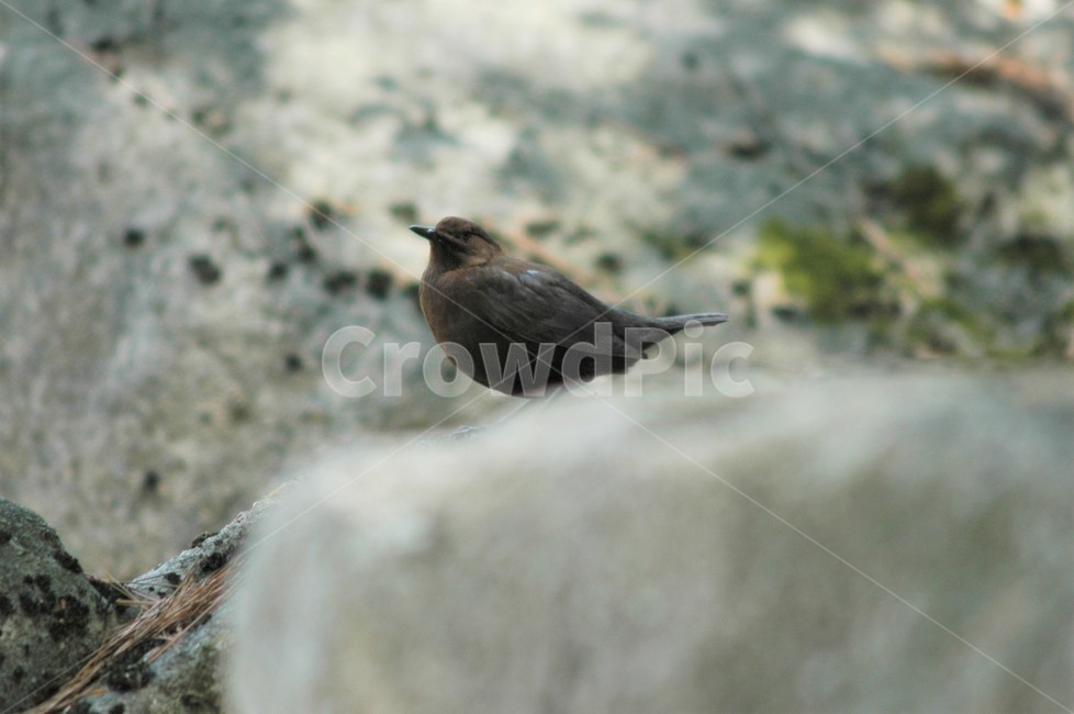 물까마귀,참새목,텃새,야생동물,난생동물,동물,animal,조류,새,birds