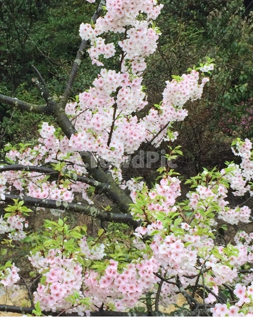 plant,식물,꽃,flower,봄,벗꽃,spring,cherryblossom,봄,계절,spring,season,식물,자연,plants,nature,꽃,flower,blossom