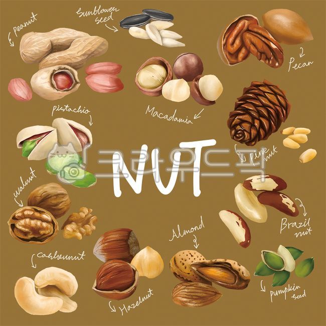 견과류,견과류일러스트,너트,견과,땅콩,해바라기씨,마카다미아,피칸,잣,브라질너트,호박씨,아몬드,헤이즐넛,캐슈넛,호두,피스타치오,almond,brazilnuts,cashewnuts,hazelnut,illustration,natural,nuts,peanuts,pecan,pinenuts,pistachios,pumpkinseeds,sunflowerseeds,walnut
