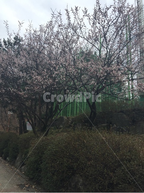 벚꽃,공원,나무,자연,풍경