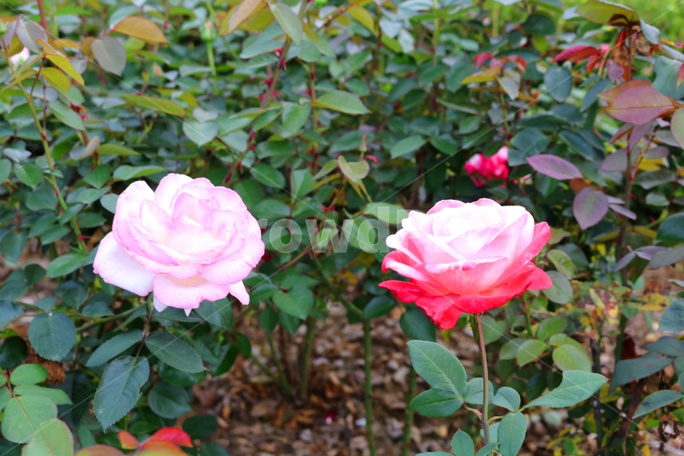 장미,장미꽃,꽃,식물,자연,라미네테,꽃밭,관상용,식물,자연,plants,nature,꽃,flower