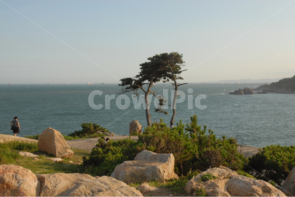 울산,대왕암,울산대왕암,소나무,풍경,바다,자연,풍경,nature,landscape,한국자연풍경,한국자연경관,korea nature landscape,human,인간,person,사람,outdoors,옥외,land,땅,shoreline,해안선,water,물,sea,ocean,대양,promontory,곶