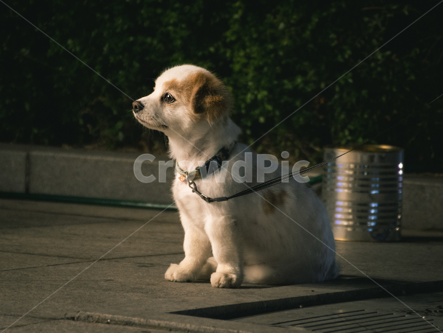 pet,애완동물,animal,canine,동물,포유류,mammal,dog,송곳니,개,puppy,감성,동물,animal,포유류,mammal,개,강아지,dog,doggy