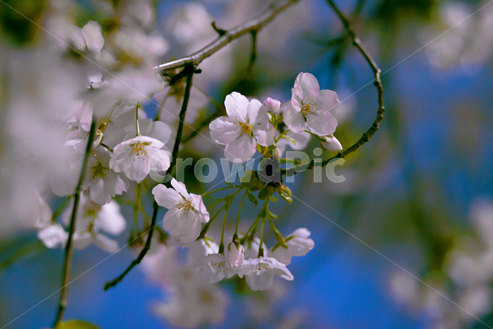 벚꽃,cherryblossom,꽃,flower,봄꽃,봄,계절,spring,season,식물,자연,plants,nature,꽃,flower,plant,blossom,geranium,제라늄