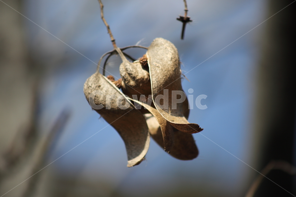 열매,씨앗,식물,seed,plant,가을,계절,fall,autumn,season,식물,자연,plants,nature,과일,열매,fruit