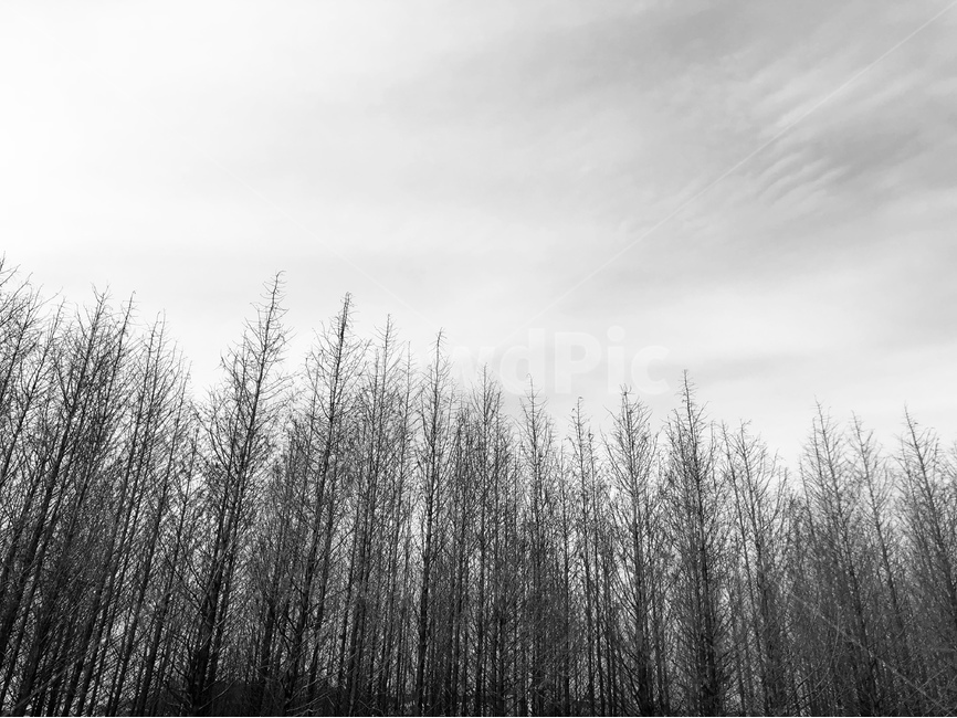 숲,메타세콰이어,나무,숲길,겨울숲,하늘나무,자연,풍경,nature,landscape,한국자연풍경,한국자연경관,korea nature landscape,흑백,모노톤,monochrome,black and white,plant,식물,tree,abies,아비,fir,전나무