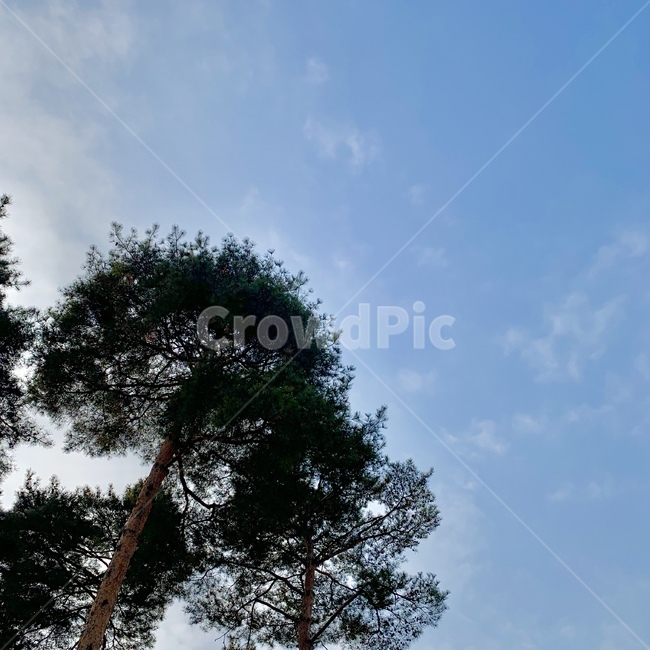 하늘,구름,나무,자연,풍경,식물,자연,plants,nature,나무,trees,wood
