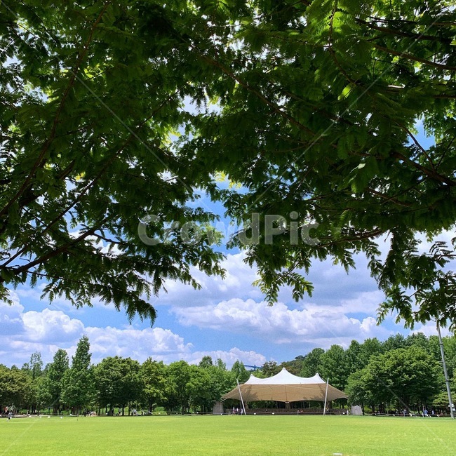 grass,plant,식물,lawn,잔디,leaf,공원,park,자연,풍경,nature,landscape