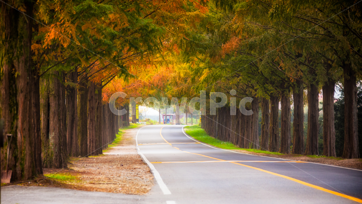 메타세콰이어길,단풍길,road,도로,나무,나무길,모래재길,모래재,가을,계절,fall,autumn,season,자연,풍경,nature,landscape,한국자연풍경,한국자연경관,korea nature landscape,tree,plant,식물