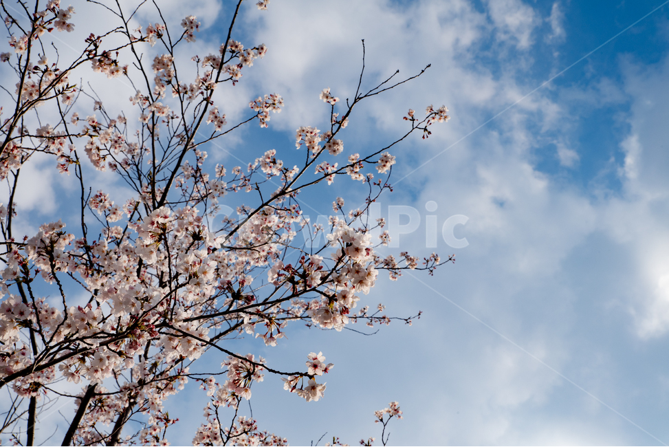 봄,spring,봄꽃,벚나무,벚꽃,사쿠라,식물,감성,feel,feeling,봄,계절,spring,season,plant