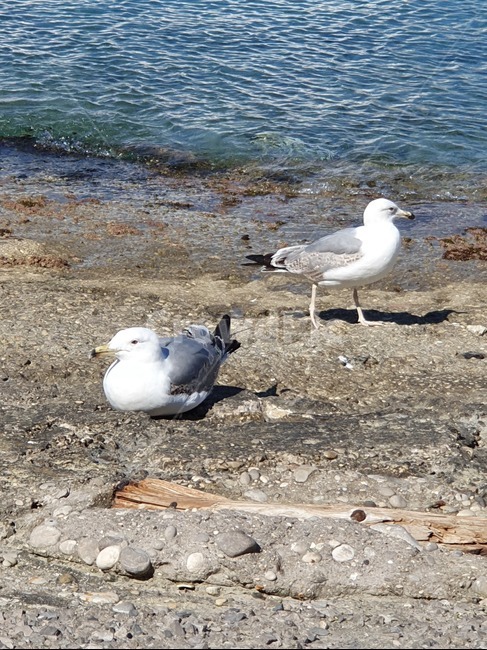 자연,갈매기,새,바닷가,바다,해변,동물,동물,animal,조류,새,birds