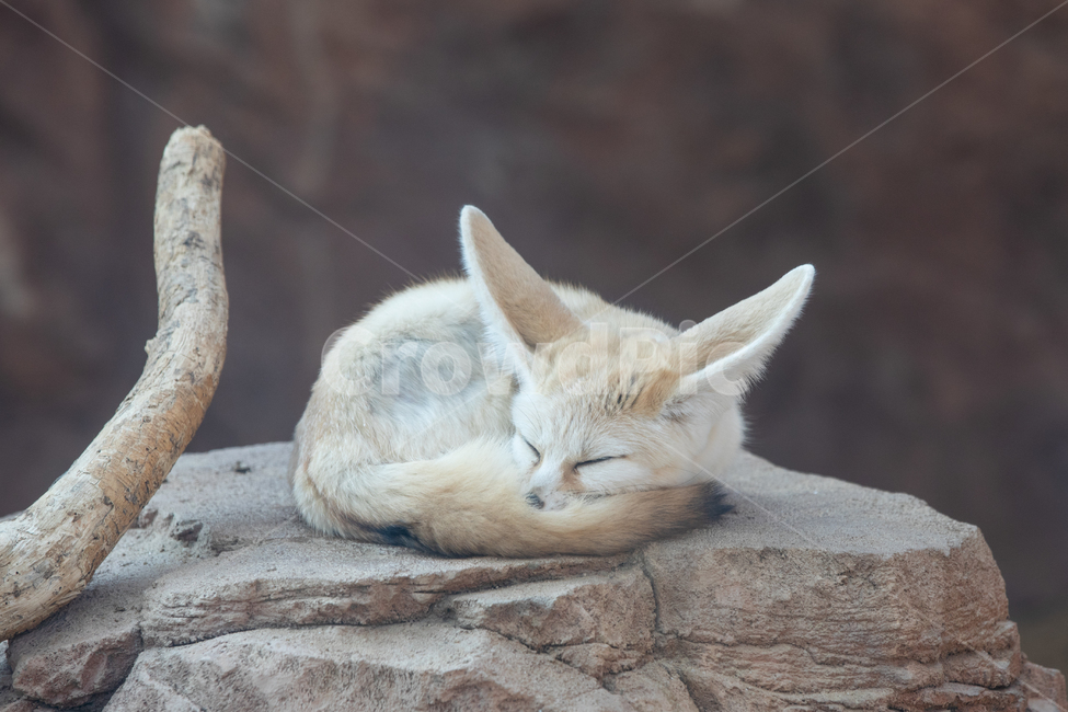 여우,사막여우,사막,낮잠,모래,사막동물,동물,포유류,fox,동물,animal,포유류,mammal
