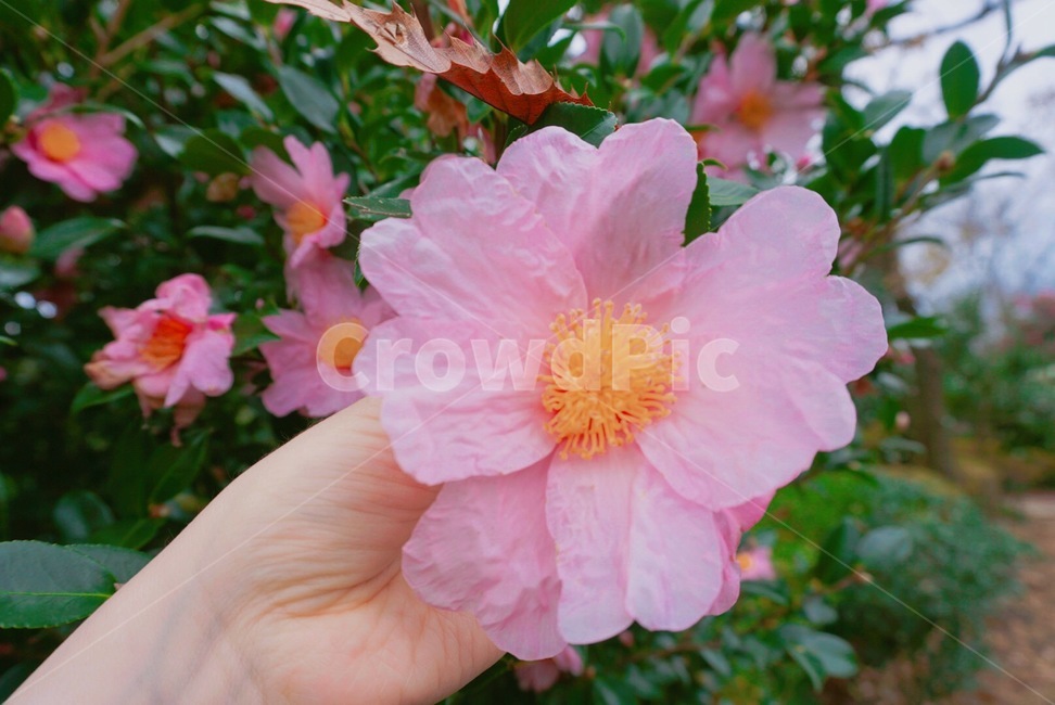제주도,동백,동백꽃,식물,분홍,식물,자연,plants,nature,꽃,flower