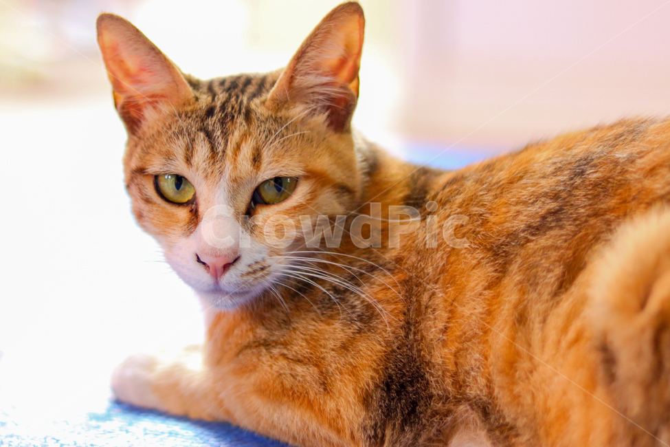 고양이,냐옹이,야옹이,길고양이,cat,동물,animal,straycat