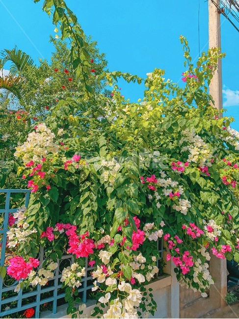정원,garden,풍경,꽃,식물,나무,담장,outdoors