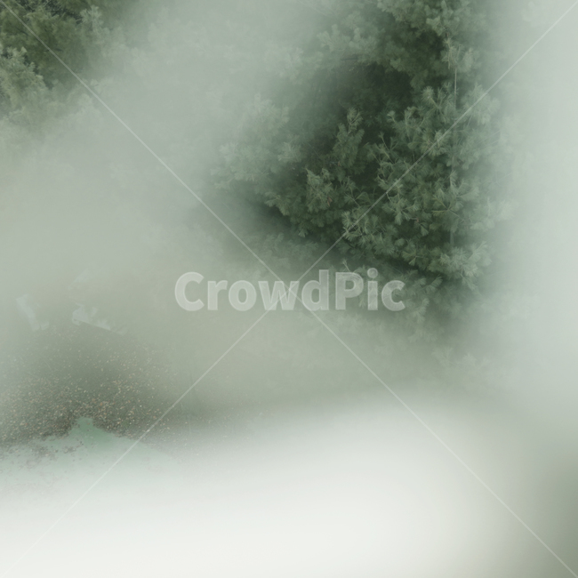 숲,나무,nature,outdoors,옥외,자연,fog,안개,mist,날씨,weather