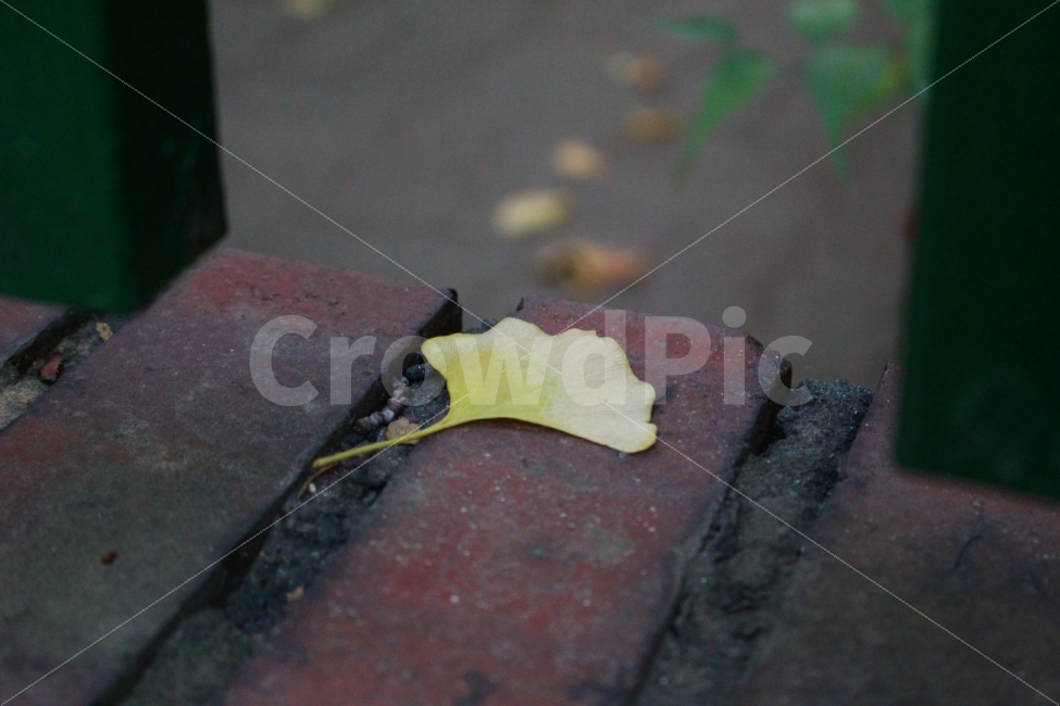 낙엽,단풍잎,단풍,가을,은행잎,계절,fall,season,식물,자연,plants,nature,감성,쓸쓸함,외로움,sensible,가을,계절,fall,autumn,season,식물,자연,plants,nature,leaf,잎,plant