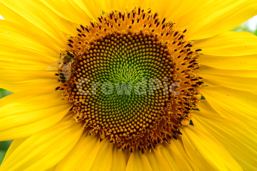 해바라기,꿀벌,벌,자연,식물,노랑,옐로우,식물,자연,plants,nature,꽃,flower