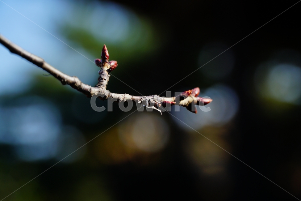 나뭇가지,나무,tree,빛망울,보케,풍경,landscape,자연,nature,계절,season,새순,새싹,가을,fall,autumn,봄,spring,한국자연,한국풍경,korea,시작,식물,자연,plants,nature