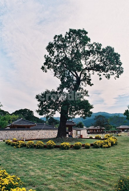 해미성,기와집,나무,식물,자연,tileroofedhouse,tree,plants,nature,한국전통,한국문화,korean traditional,korean culture,식물,자연,plants,nature,나무,trees,wood