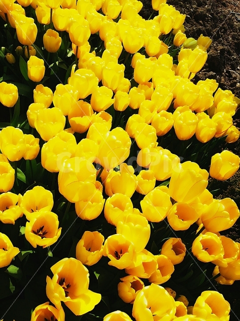 튤립,밝음,꽃,풍경,긍정,식물,자연,plants,nature,꽃,flower