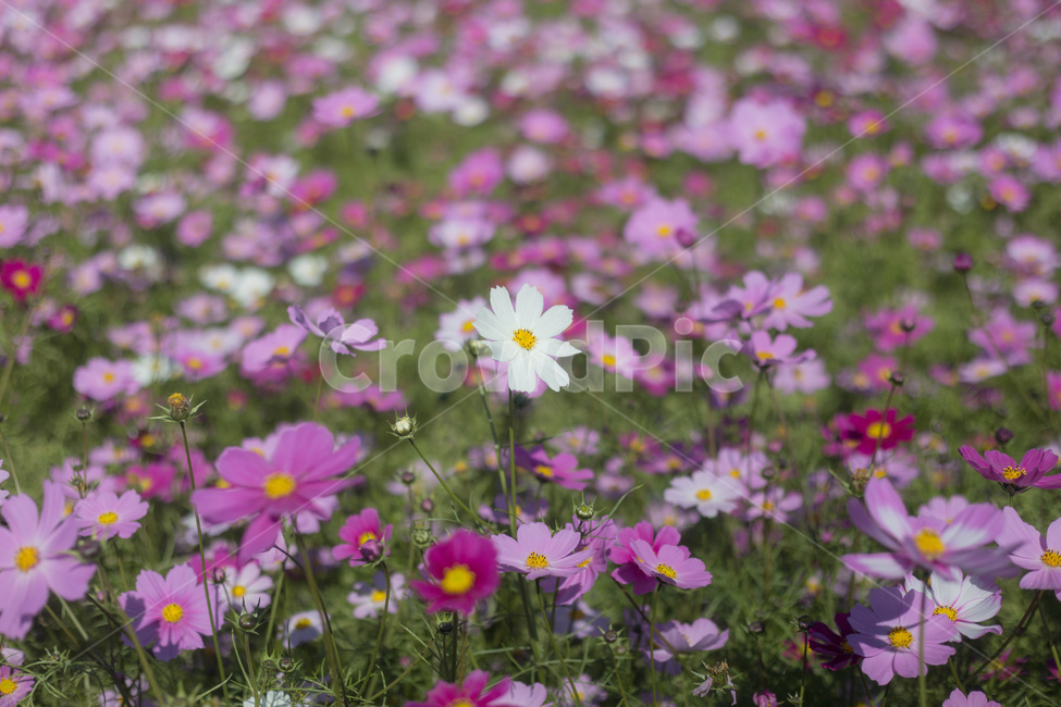 가을,꽃,코스모스,공원,하늘공원,가을,계절,fall,autumn,season,식물,자연,plants,nature,꽃,flower,blossom,anemone,아네모네,plant,petal,꽃잎