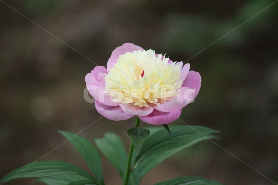 작약,꽃,봄,약용식물,peonyroot