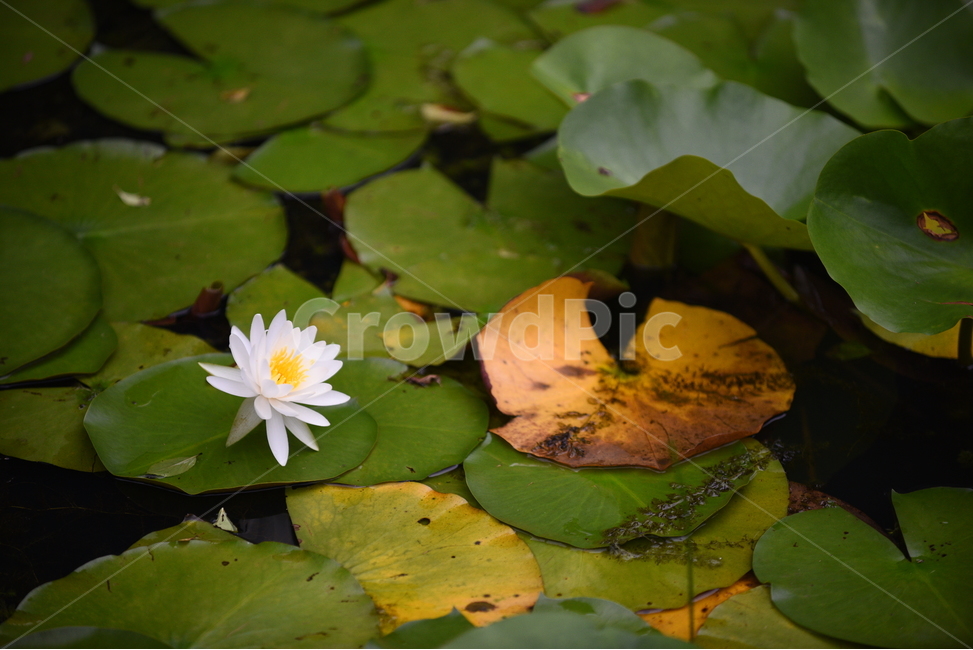 연꽃,꽃,꽃잎,꽃술,연잎,하양,노랑,초록,연두,식물,식물,자연,plants,nature,꽃,flower